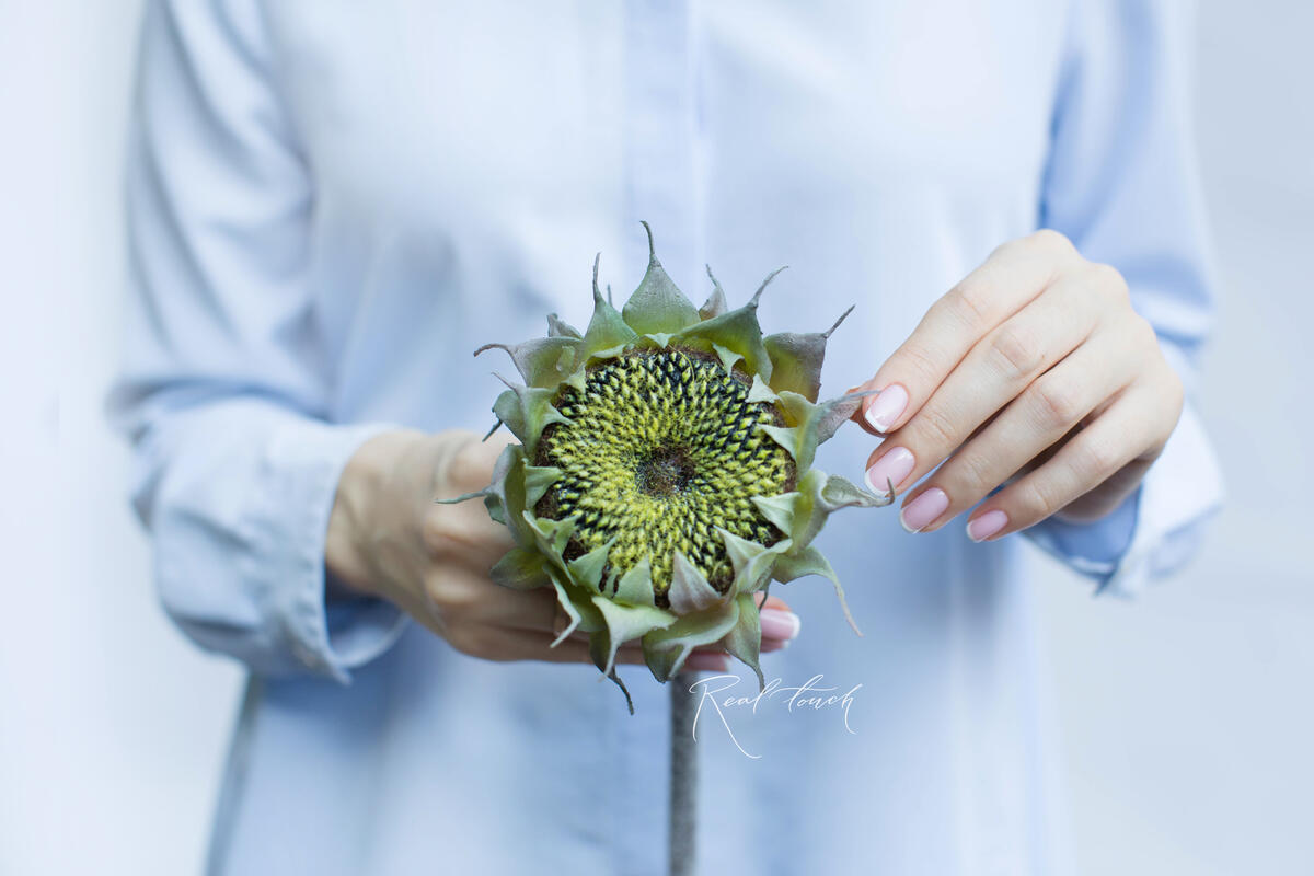 Sunflower without petals - green